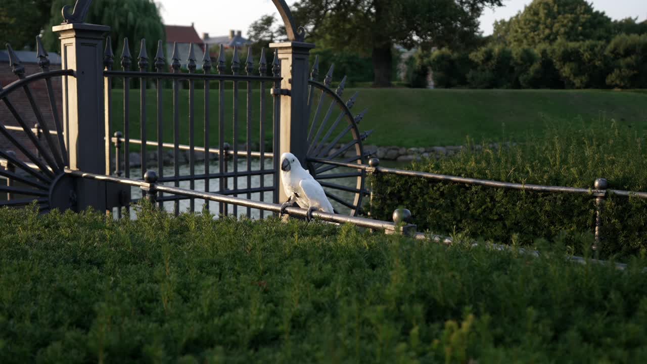 White parrot moving up and down at the Rosenborg Castle gardens, Copenhagen, Denmark, at sunset