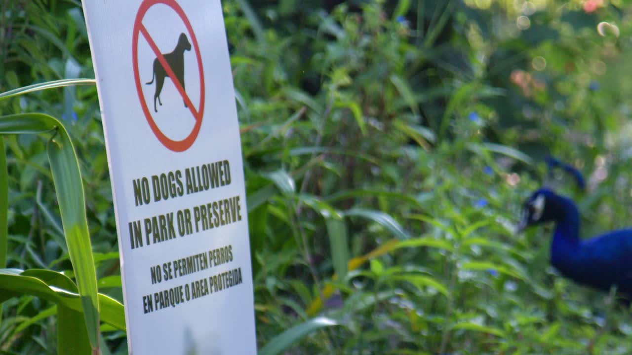 No Dogs Allowed Sign in Garden Park with Peacocks