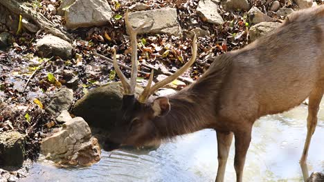agua potable de los ciervos sambar en su hábitat natural