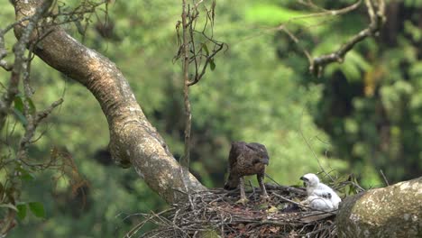 a wild javan hawk eagle is feeding its young