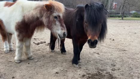 two beautiful ponies together looking at camera. tilt-up