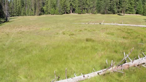 low aerial shot tilting up to reveal an idyllic mountain meadow nestled in a thick forest