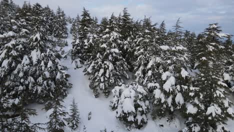 Schneewaldlandschaft