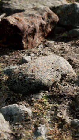 primer plano de las rocas y el suelo de musgo en un bosque