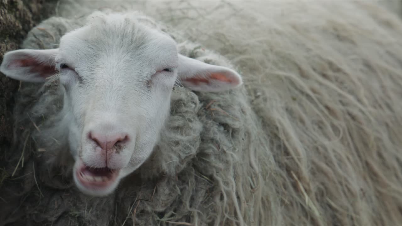 Uma visão aproximada de uma ovelha mastigando calmamente, mostrando a textura detalhada da lã e as características faciais num ambiente de fazenda tranquilo