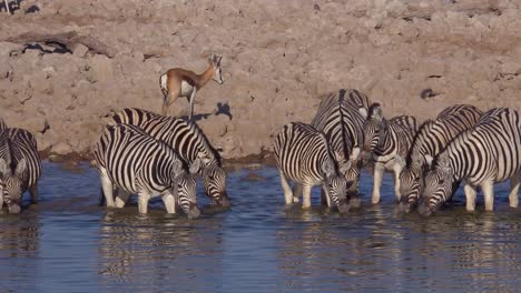 cebras ñus y antílopes sprinkbok beben de un abrevadero en el parque nacional de etosha namibia áfrica 1