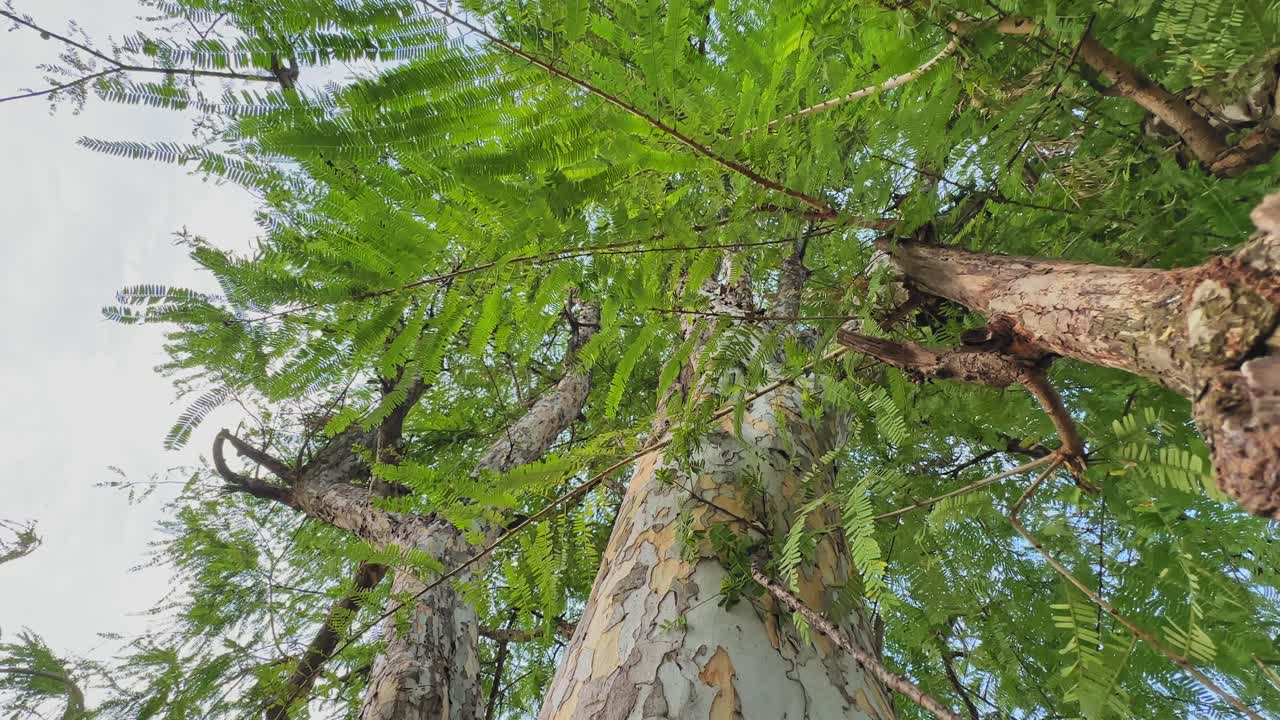 Low-angle circling shot of Indian Gooseberry (Phyllanthus emblica) tree showing its tall trunk, textured bark, and lush green leaves reaching toward the sky under soft daylight,
