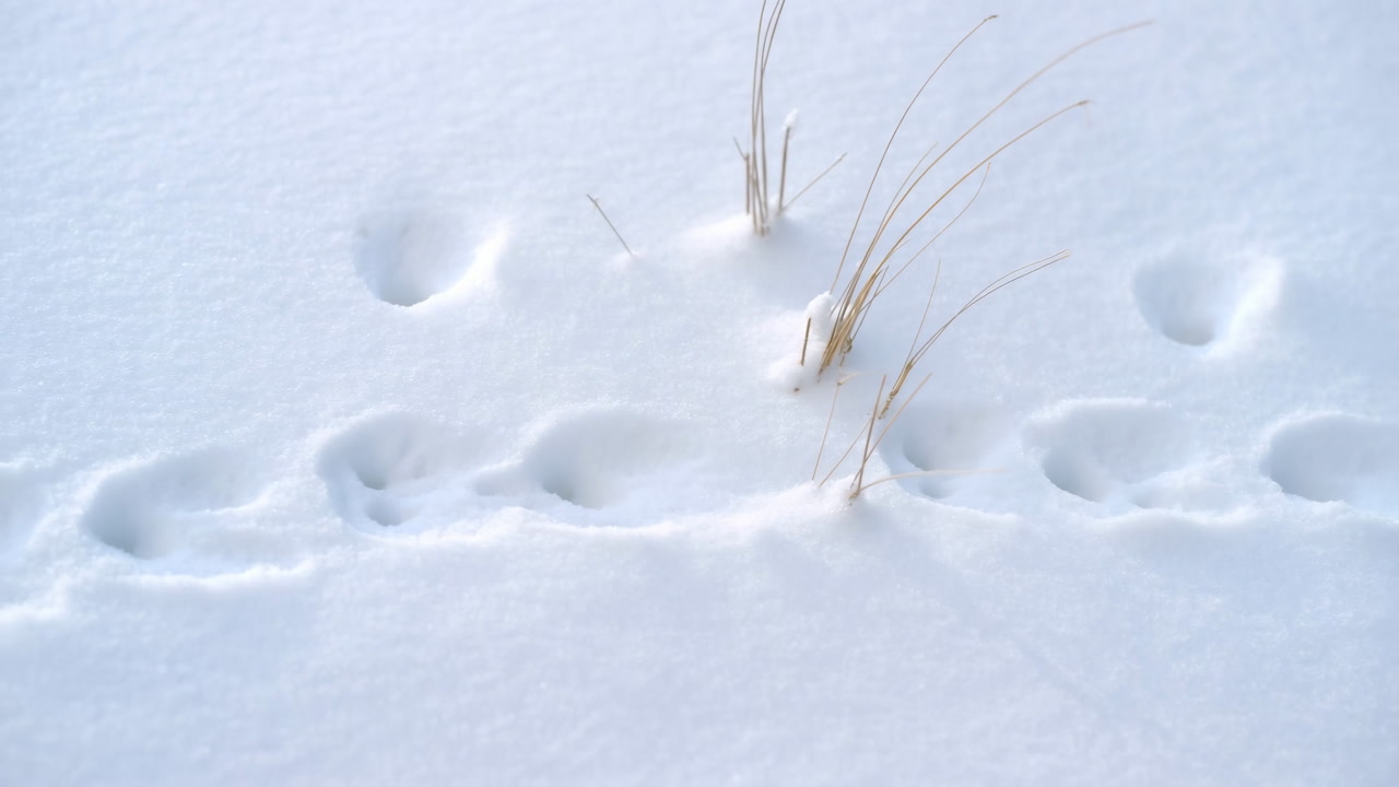 Gently Lit Snow With Animal Tracks, Closeup Of Shallow Footprints And Dry Grass Tufts, Soft Blue Light, Crisp