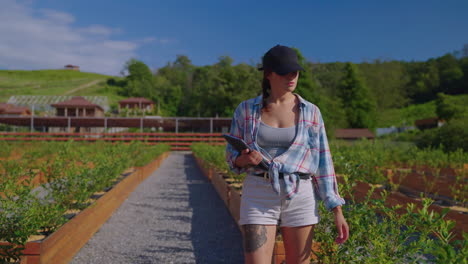 woman inspecting blueberry plants on a farm