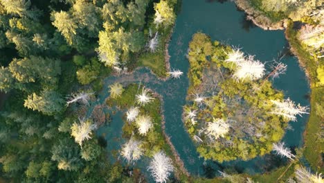 Sobrevuelo-De-Drones-De-Una-Selva-Tropical-Canadiense-Occidental-En-La-Costa-Oeste-Salvaje-De-Columbia-Británica-Mirando-Hacia-Abajo-En-Las-Copas-De-Los-árboles-Y-Un-Estanque-De-Castores