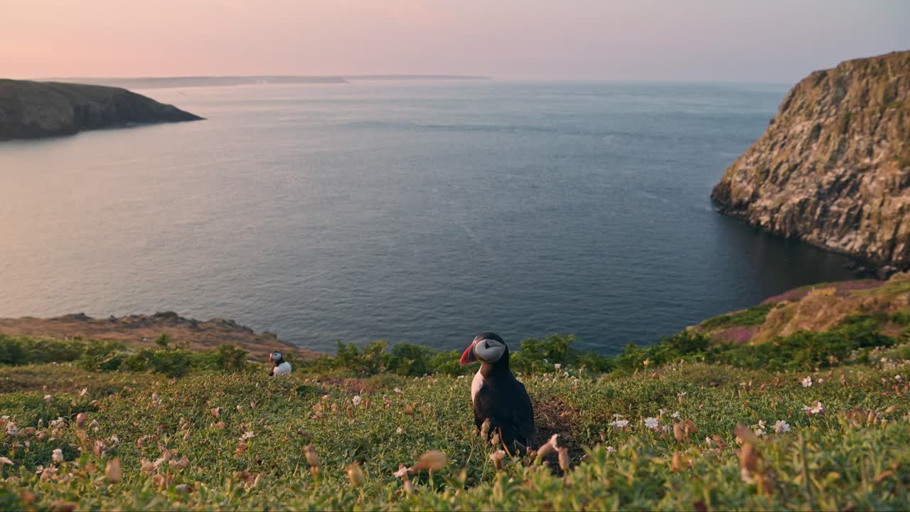 Puffin and Coastal Scenery on Coast at Sunset with Beautiful Dramatic Landscape of Ocean Sea Water and Sunset Sky on Skomer Island, Wide Angle Establishing Shot of Atlantic Puffins