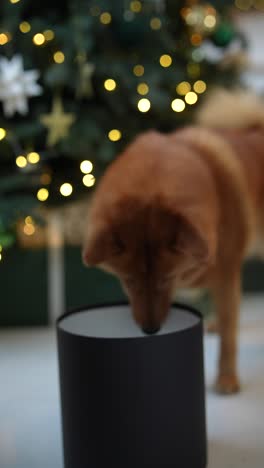 perro de navidad y sombra de lámpara