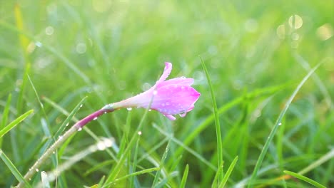 hay una flor rosa y hierba con gotas de agua en ella