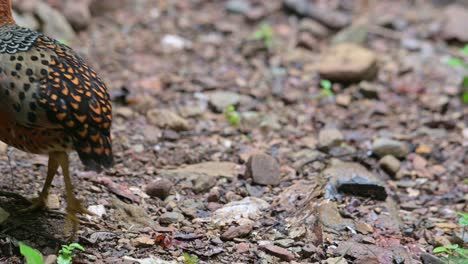 dudando en avanzar y decidió alejarse a la izquierda del cuadro, la perdiz ferruginous caloperdix oculeus