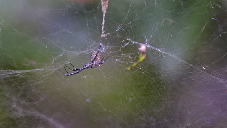 vista lateral de una araña tejedora de orbe dorado todavía en su web esperando presa - cerrar