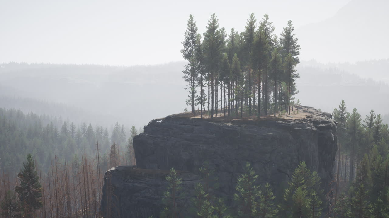 bosques de pinos en la base de la montaña en un día soleado de verano