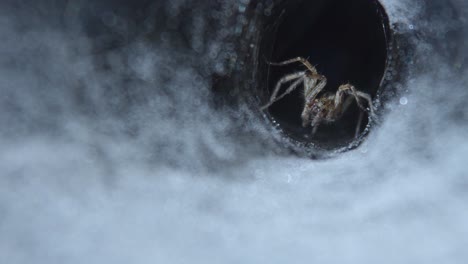 curious furrow orb weaver spider on wet web waiting for its prey and moving