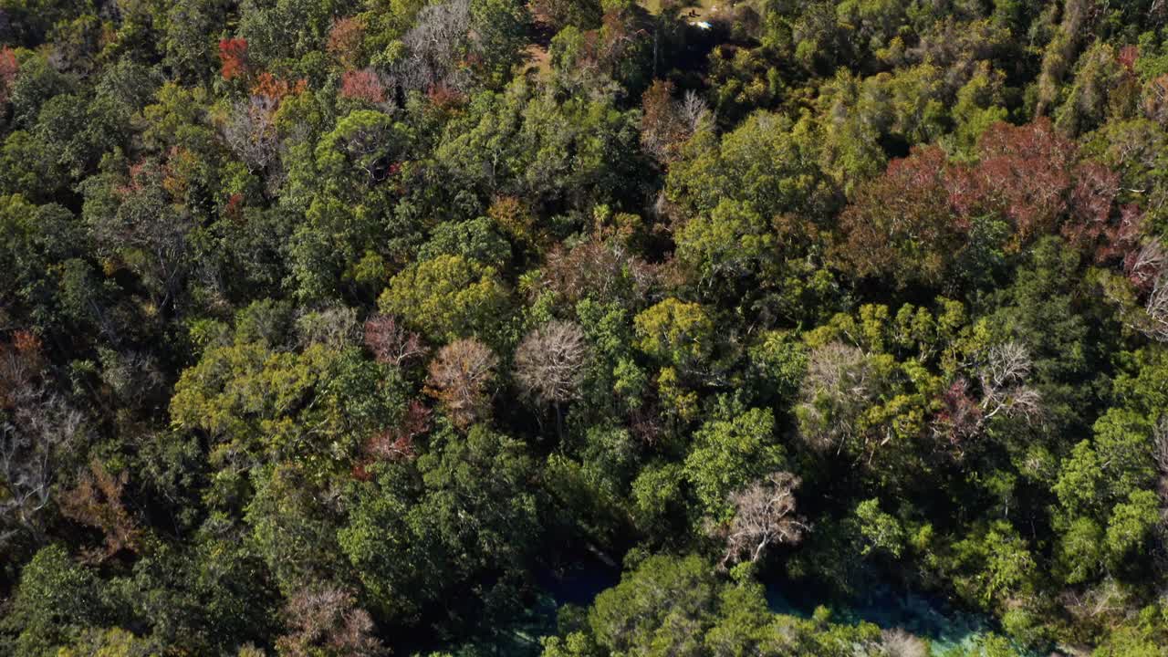 Aerial footage captures the lush forest canopy transitioning to a residential area, showcasing the blend of nature and development. Suitable for urban planning or environmental studies