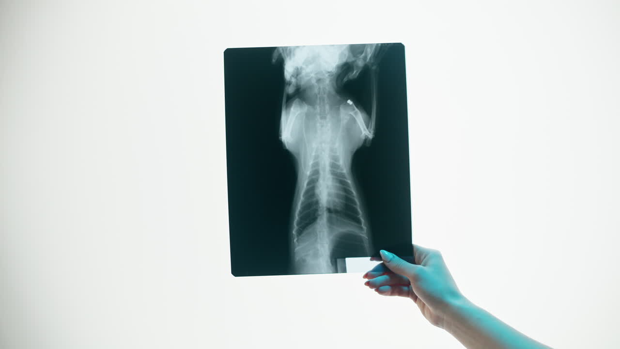 Hand Holding Animal X-ray Film Against White Background