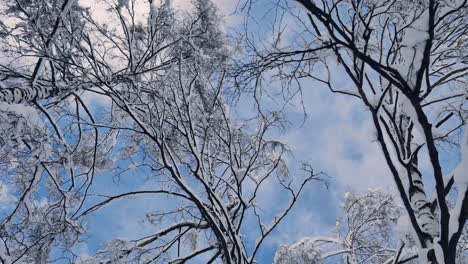 美しい寒い冬の日に、雲と青空が通り過ぎる雪に覆われた木の枝を見上げる滑らかなショー