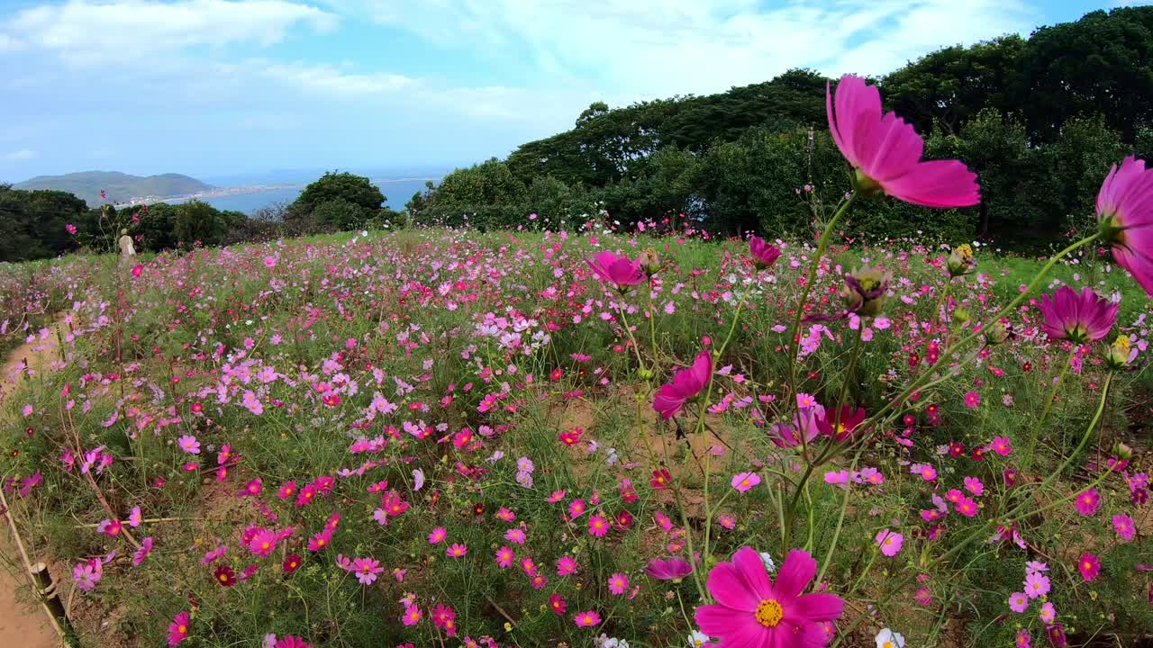 노코노시마 섬 공원, 후쿠오카, 일본의 필드에서 보라색 코스모스 꽃 근접 촬영