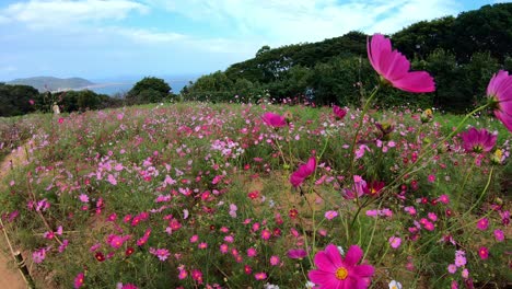 purple cosmos flower closeup at field in nokonoshima island park, fukuoka, japan