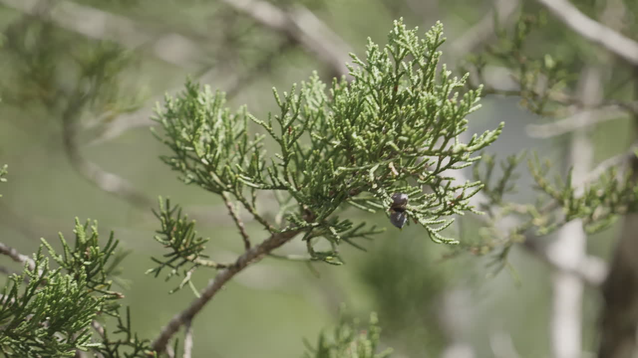 Close up Nature scene details of Ash Juniper Tree branch, protected habitat in Texas Hill Country