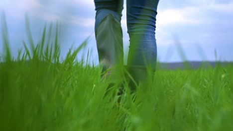 close up of a farmer walking through young green corn crop field. high quality 4k footage