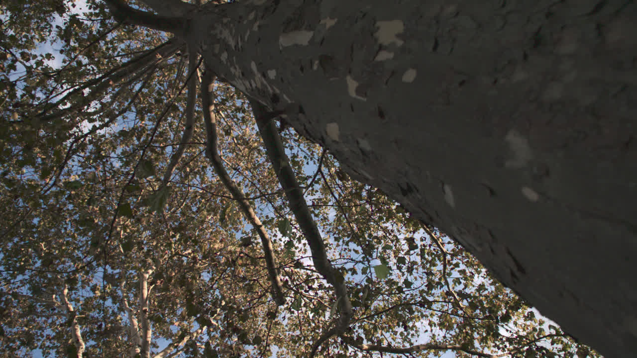 Wide angle shot looking up at fall foliage. Shot on an autumn day