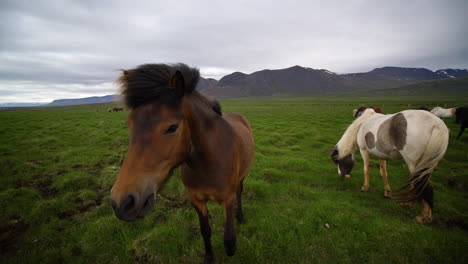 icelandic horse in scenic nature of iceland.