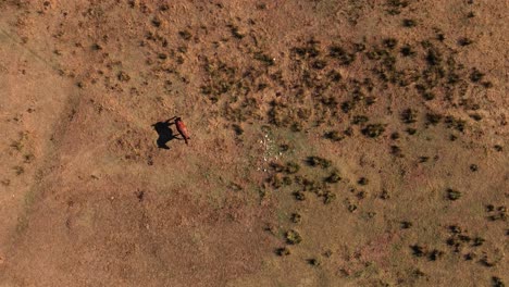 el caballo está vagando en cámara lenta desde arriba