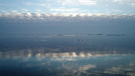 swans swimming in the beautiful ice water landscape