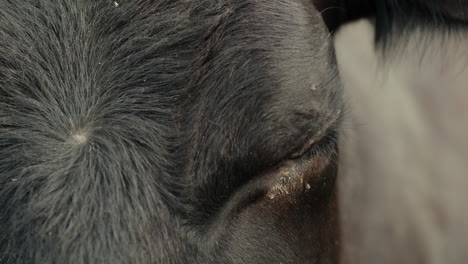 Extreme-Nahaufnahme-Des-Kopfes-Und-Auges-Einer-Schwarzen-Kuh-Auf-Einer-Viehfarm