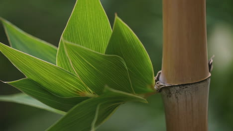 close-up of green bamboo leaves and stalk