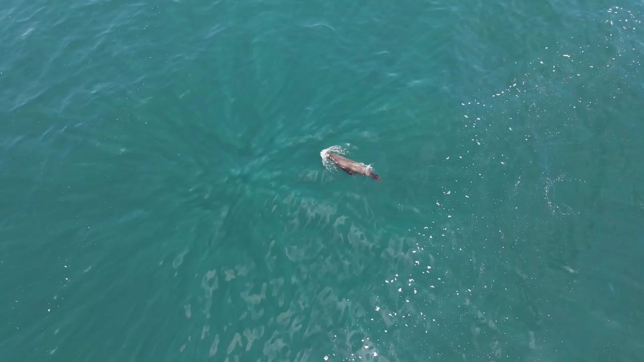 Aerial: beautiful sea lion swimming and breaching and playing in clear blue sea