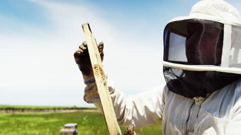 Beekeeper-harvesting-honey