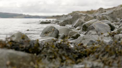 a shallow depth of field shows a gentle ebbing ocean slowly moving seaweed against barnacle covered rocks in scotland