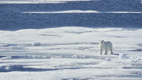 Oso-Polar-De-Pie-Sobre-El-Hielo-Marino-En-Prince-Regent-Inlet-Cerca-De-La-Isla-De-Baffin-En-Nunavut,-Canadá