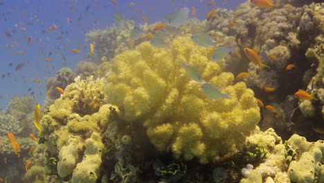 coral acropora en el arrecife, conocido como coral de mesa, coral cuerno de alce y coral cuerno de ciervo