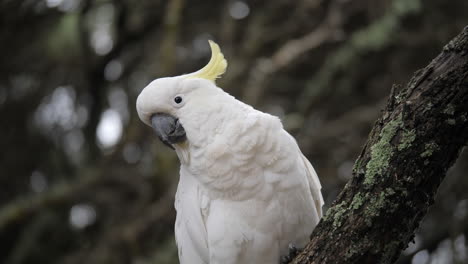 La-Cacatúa-De-Cresta-De-Azufre-En-Cámara-Lenta-Encaramada-Parece-Curiosa