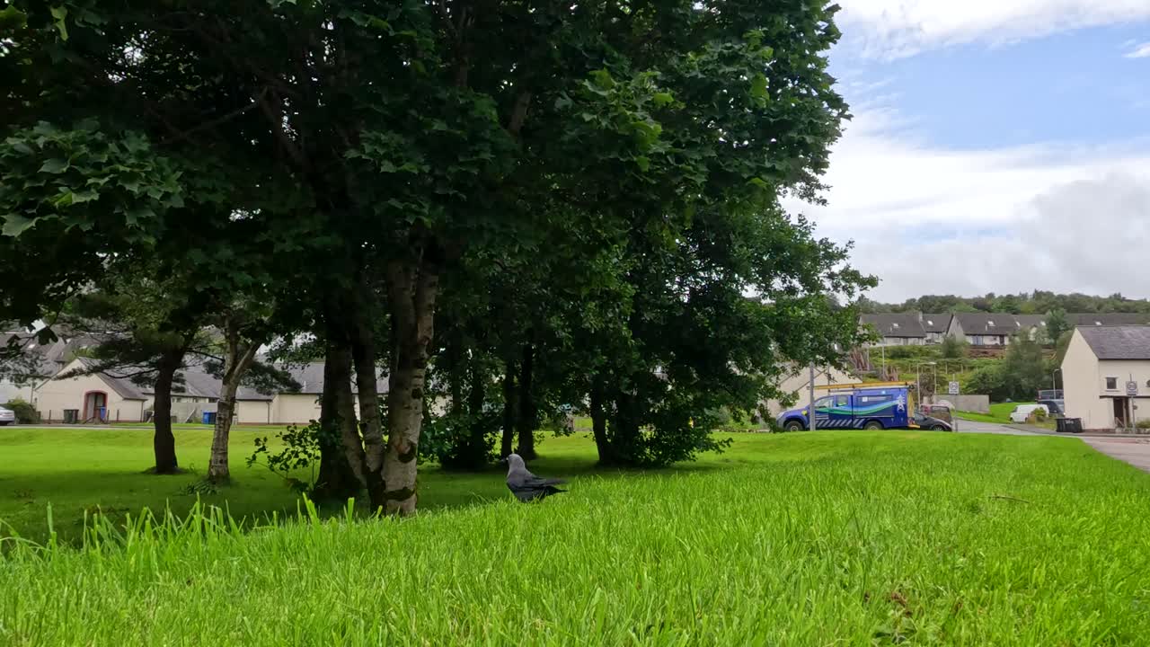 A jackdaw bird moves through a sunlit grassy field under trees, with residential houses in the background. Static wide shot, natural daylight