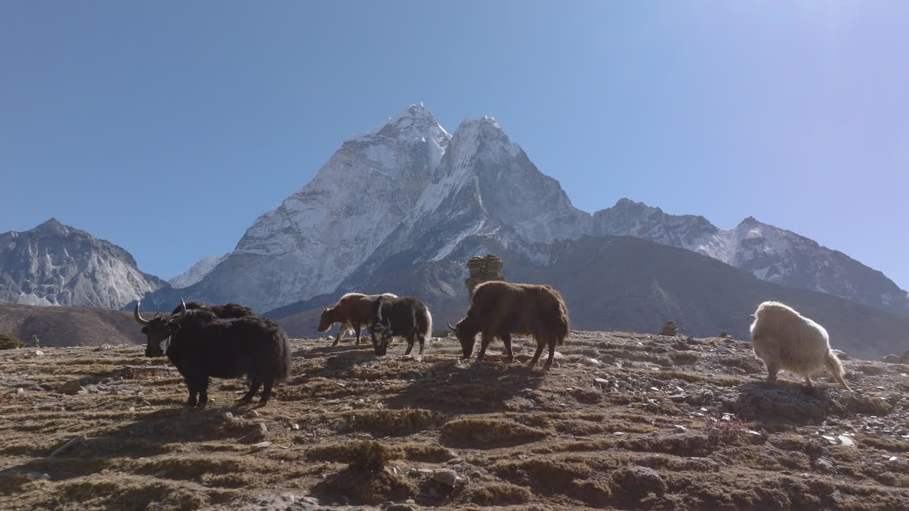 Ripresa con drone in planata che cattura yak al pascolo sotto la cima Ama Dablam nella regione dell'Everest in Nepal, ritraendo la vita pastorale nelle montagne himalayane.