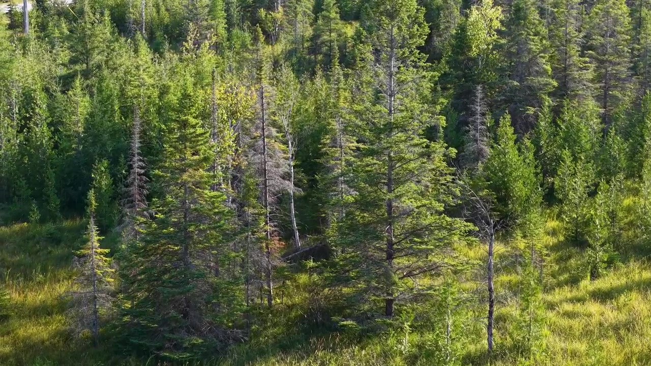 Ilmakuva vehreästä metsäalueesta korkeine ikivihreine puineen lähellä Hesselia, Michiganissa, Huronjärven rannalla.