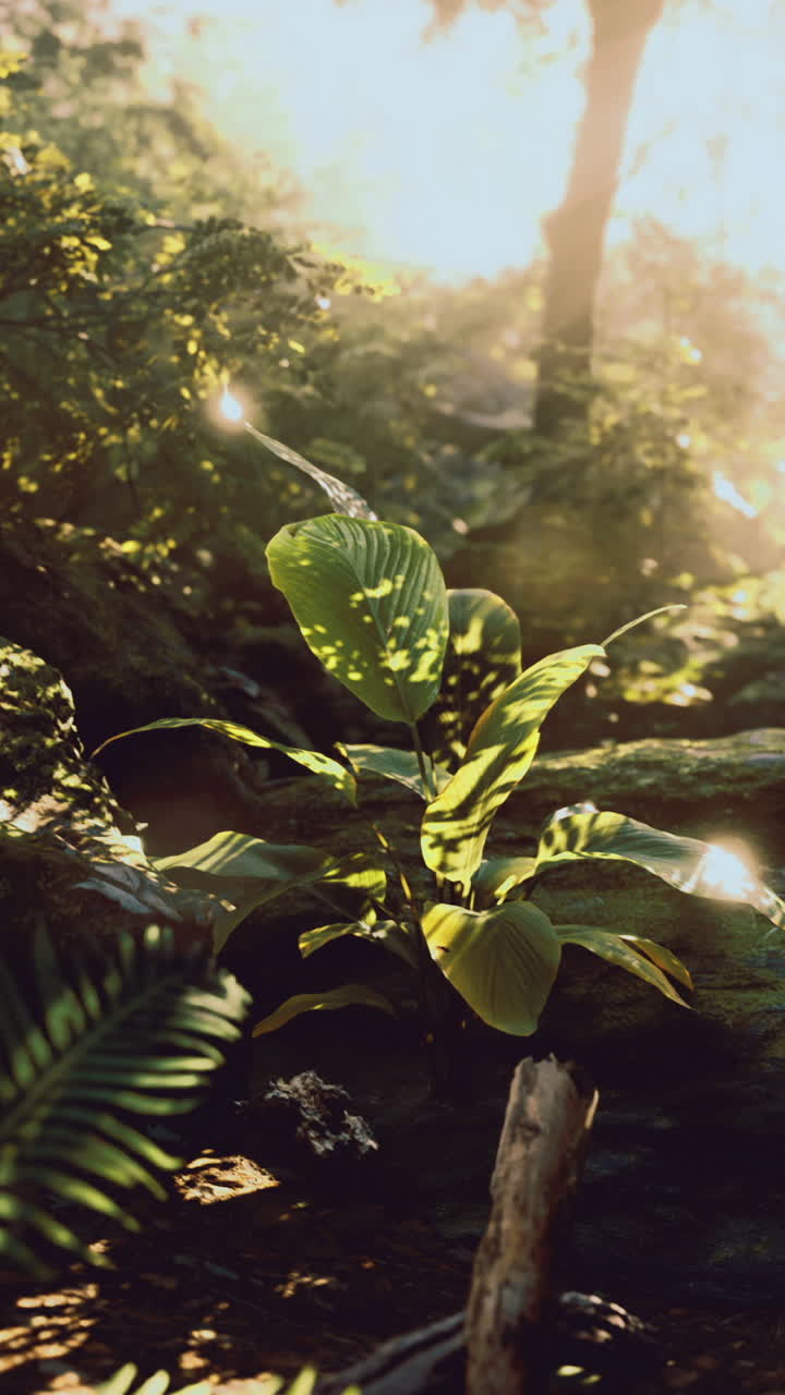 Bright sunlight illuminating lush green plants in a tranquil forest setting