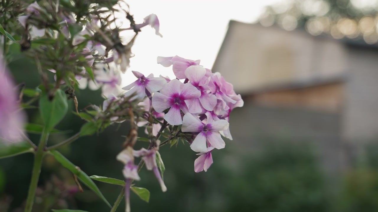 Pink and White Phlox Flowers Swaying Gently in a Garden