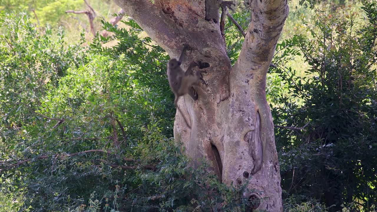 Chacma Baboon hanging on a tree and jumping down in Kruger National Park