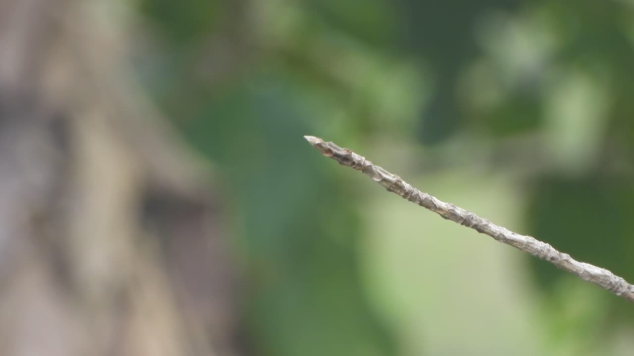기도를 기다리는 연못 지역의 벌잡이.