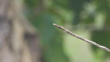 Bee-eater-in-pond-area-waiting-for-pray-.