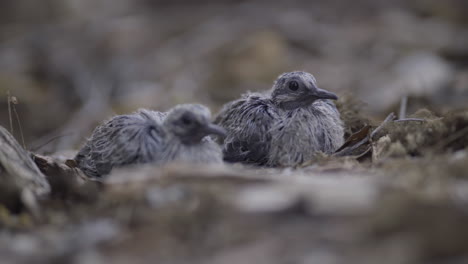 Two-Scared-Mourning-Dove-Chicks-Sit-on-the-Ground