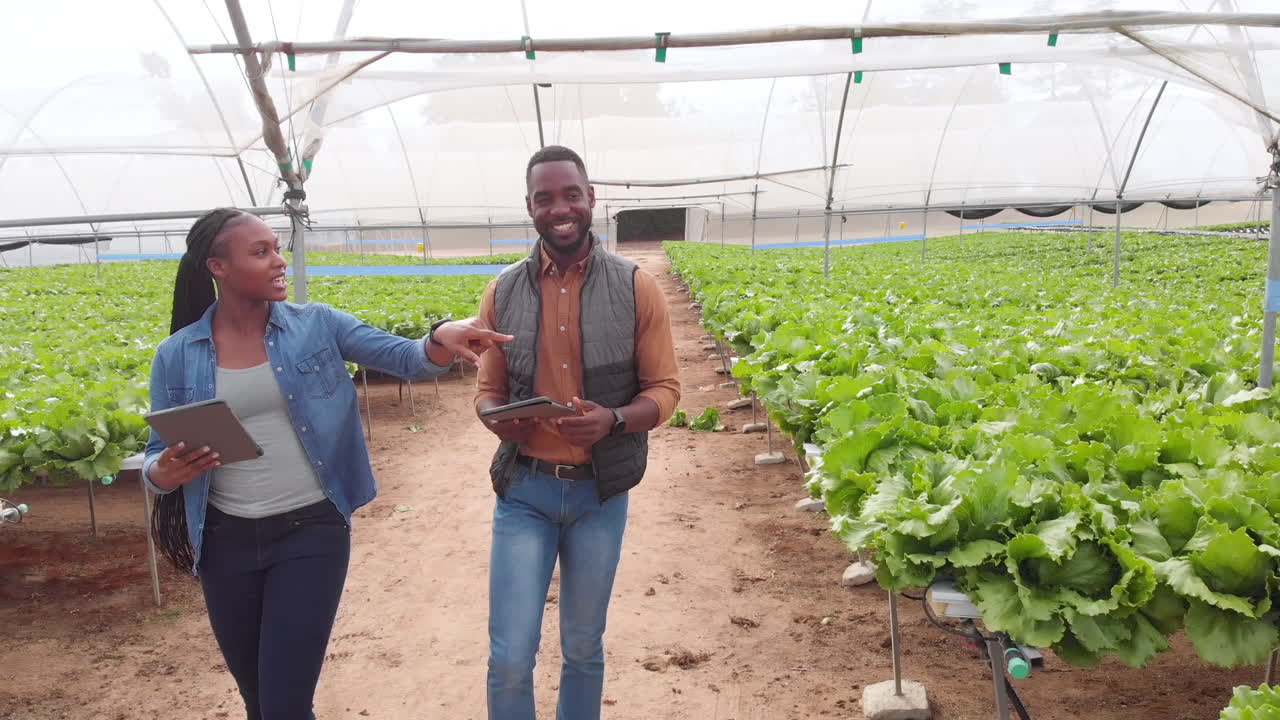 Walking through hydroponic farm, two african american farmers discussing crop growth with tablets